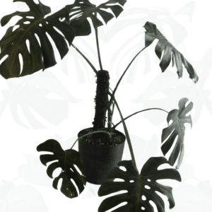 Duża tyczka "Monster" dla monstery